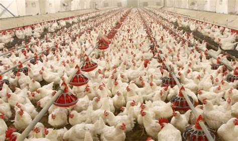 Poultry Disinfection And Fumigation Guide Agri Farming