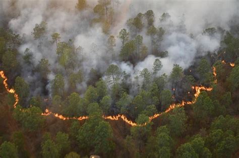 En Sólo Cinco Meses Jalisco Perdió Más De 100 Mil Hectáreas De Bosques A Causa De Los Incendios