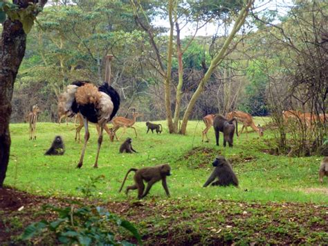 Nairobi Safari Walk - Kenyan Moments