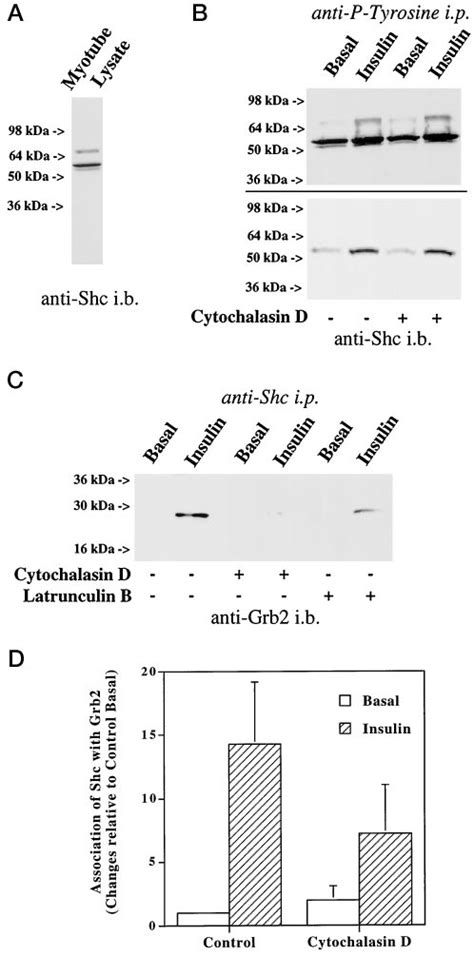 Effect Of Actin Disassembly On The Insulin Induced Tyrosine