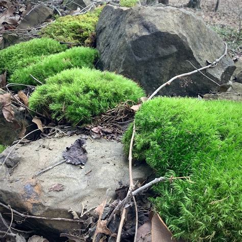 8 Sq Ft Of Moss Sustainability Harvested Arkansas Mountain Moss