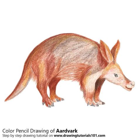 How to Draw an Aardvark (Wild Animals) Step by Step ...