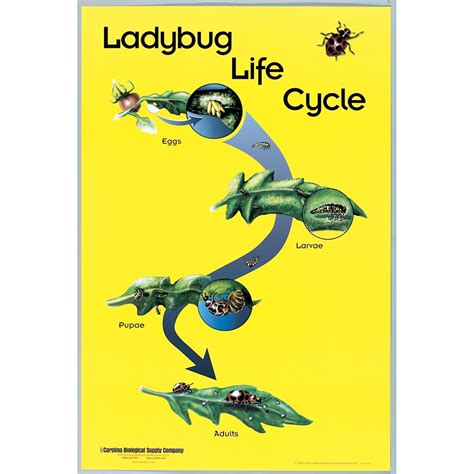 Ladybug Life Cycle Poster | Carolina Biological Supply