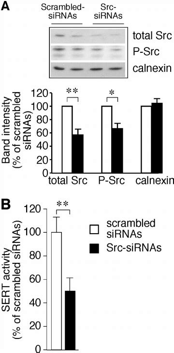 Effect Of SiRNA Knock Down Of Src Expression On 5 HT Transport HTR