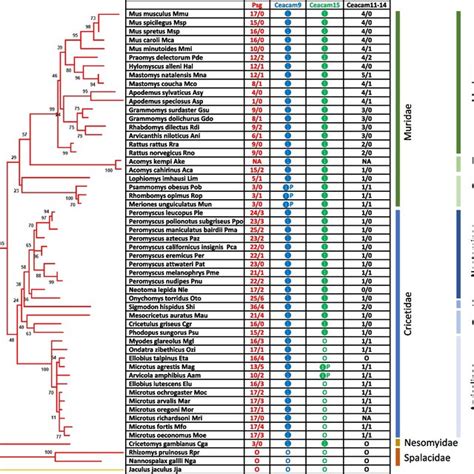 Phylogenetic Tree Of Ceacam Psg Related N Domain Exon Nucleotide