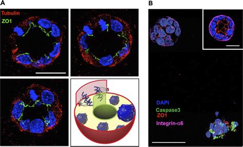 Primary Mammary Cells Orient Their Mitotic Spindle Perpendicular To An