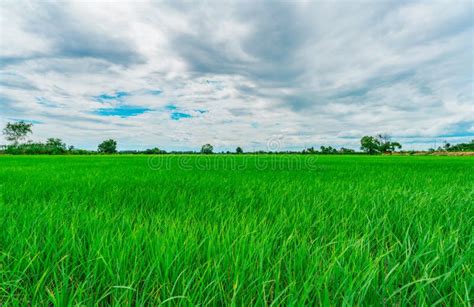 Landscape Green Rice Field Rice Farm In Rural Green Rice Paddy Field