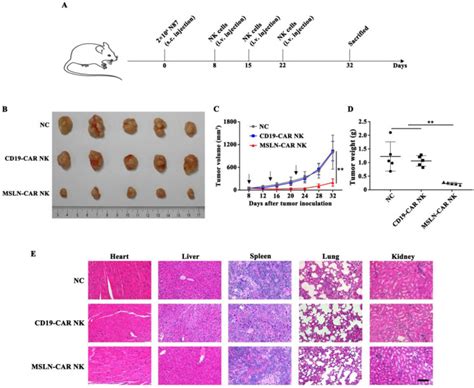 Gastric Carcinoma Cell Line Nci N87 Atcc Bioz