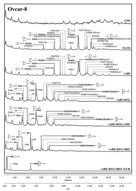 Ovarian Cancer Cell Line Ovcar 8 ATCC Bioz