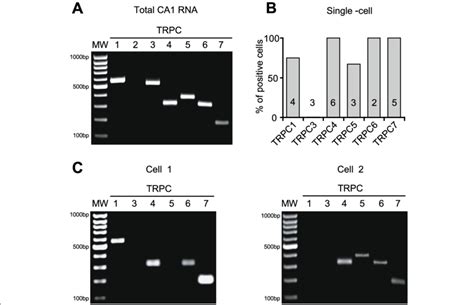 Trpc Mrna Expression In Hippocampal Ca Region And Trpc In