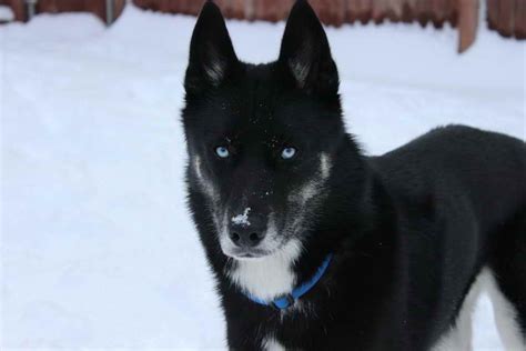 Where To Find An All Black Siberian Husky | PETSIDI