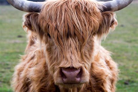 Vaca Do Gado Das Montanhas Imagem De Stock Imagem De Elevado