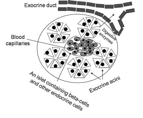 1 Schematic Histology Of The Pancreas Pancreatic Islets Are Download Scientific Diagram