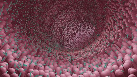 Mengenal Probiotik Gut Microbiome Sayangi Bakteri Di Ususmu