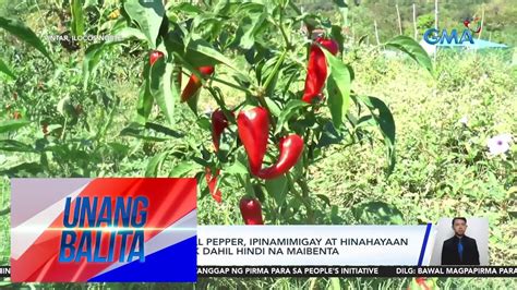 Mga Tanim Na Bell Pepper Ipinamimigay At Hinahayaan Na Lang Mabulok