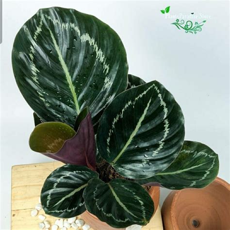 Jual Tanaman Hias Calathea Green Lipstik Calathea Roseopicta Kembang