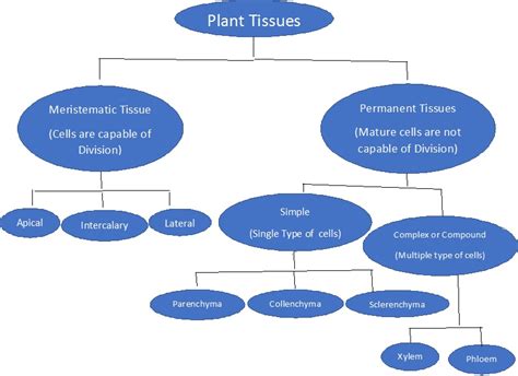 Animal Tissue Flow Chart