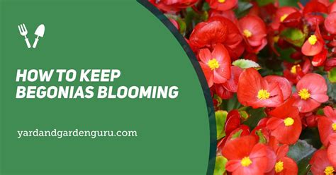 How To Keep Begonias Blooming