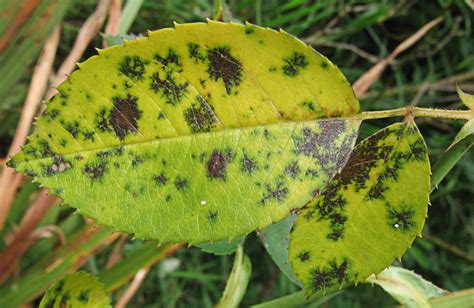 Black Spot Fungus 4 Seasons Landscaping Plus