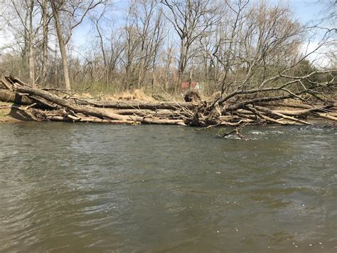 Benefits Of Large Woody Debris In Streams Doc Fritchey Trout Unlimited