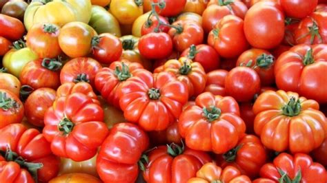 Variedades De Tomates Y Sus Caracter Sticas Visuales En Im Genes