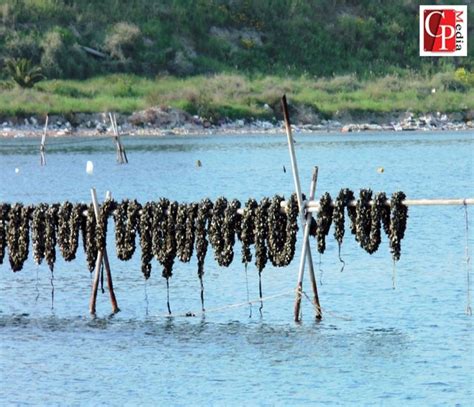 Taranto Emergenza Caldo Moria Di Cozze E Bonifiche Ferme Cosmopolis