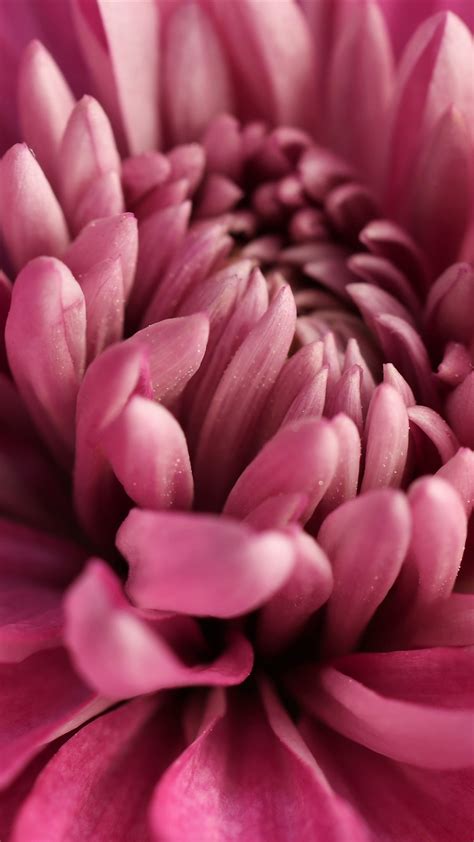 Close Up Of Pink Dahlia Portland Oregon USA Windows Spotlight Images