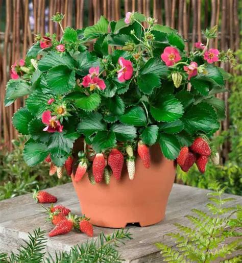 Growing Strawberries In Containers A Complete Guide Gardenoid