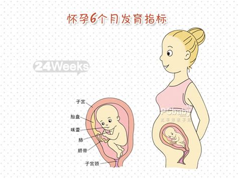 【大图】怀孕6个月准爸妈指南幸福妈咪太平洋亲子网