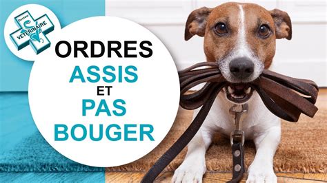 Tuto Educ Apprendre Le Assis Pas Bouger Son Chien Youtube