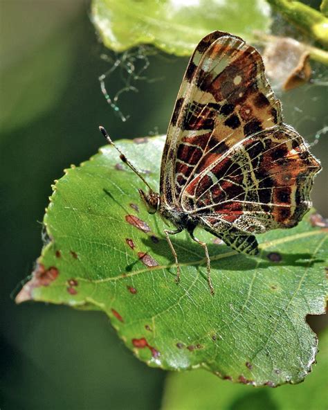 Vanessa Cardui Nom Vernaculaire Belle Dame Philippe Garcelon Flickr