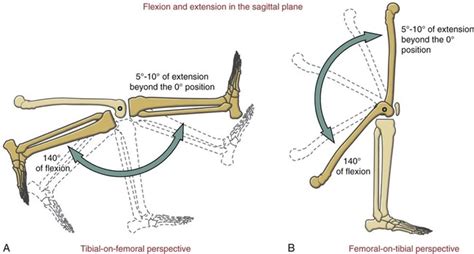 Structure And Function Of The Knee Musculoskeletal Key