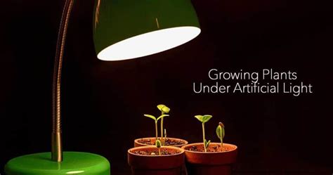 Artificial Light For Plants Growing Indoors With Artificial Light