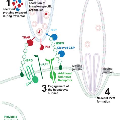 Model Of Initial Attachment And Invasion Of The Plasmodium Sporozoite