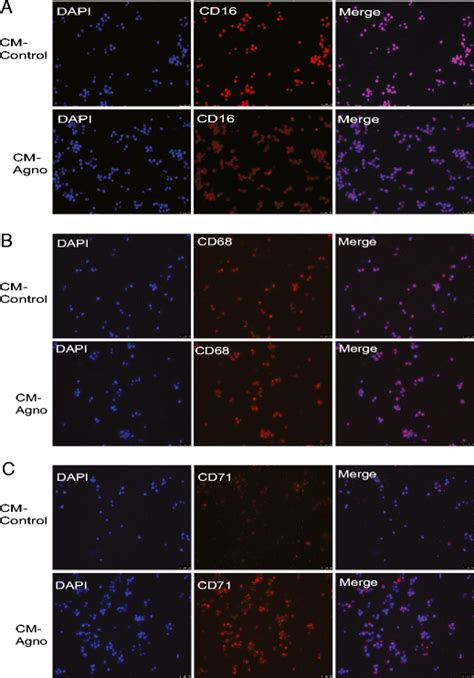 Agnoprotein Dysregulates U Surface Marker Expression During