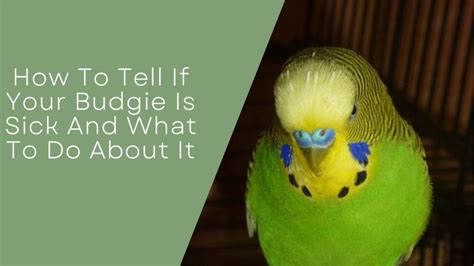 How To Tell If Your Budgie Is Sick And What To Do About It