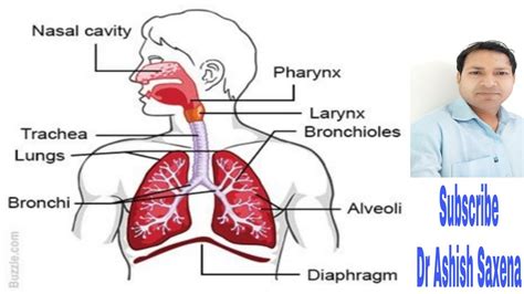 Respiratory System Pgt Biology Youtube