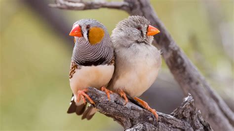 Orange Zebra Finches