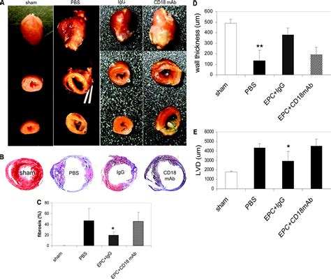 Essential Role Of Icam Cd In Mediating Epc Recruitment