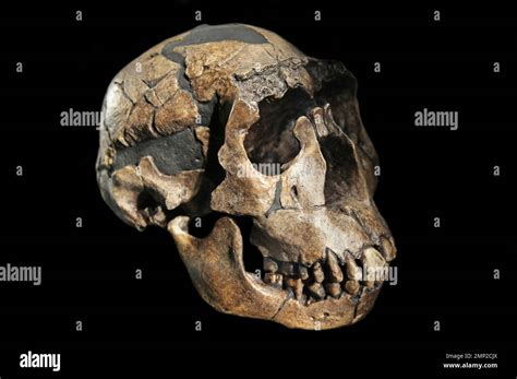 Especie Homo Erectus Fotograf As E Im Genes De Alta Resoluci N Alamy