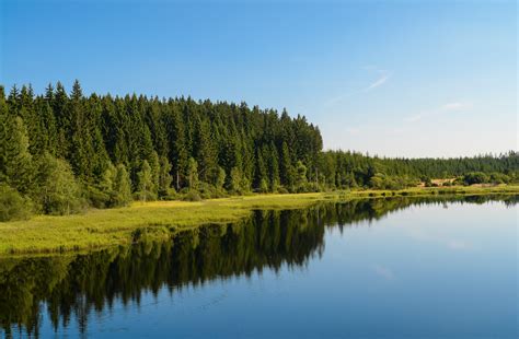 Free Images Landscape Tree Water Forest Marsh Wilderness Sky