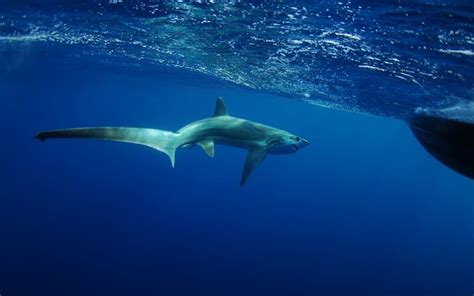 10 Thresher Shark Facts - Fact Animal