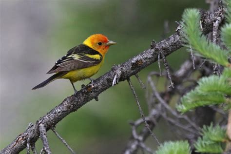 11 of the Prettiest Birds to Add to your Life List - Birdwatching Guide