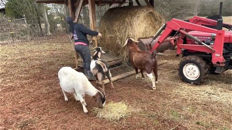 Putting Out Hay And Cutting Some Firewood Farmlife Angus Goats