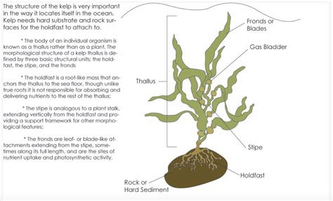 Algae Labelled Diagram