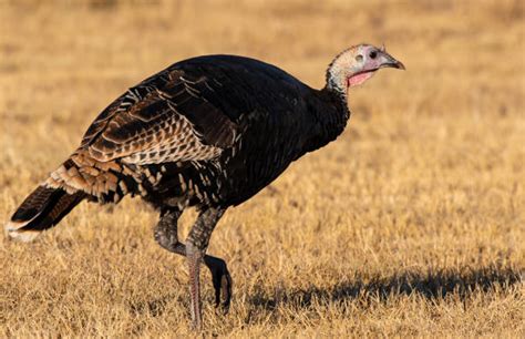 Colorado Wild Turkey Stock Photos Pictures And Royalty Free Images Istock