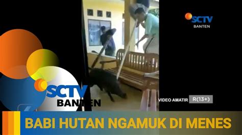 HEBOH BABI HUTAN MASUK PERMUKIMAN DAN LUKAI SEORANG WARGA YouTube