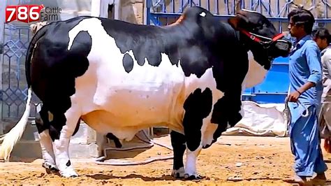 Cholistani Bull From 786 Cattle Farm Pakistan YouTube