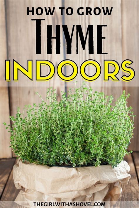 Indoor thyme plant care – Artofit