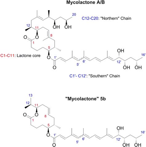 Recent Advances Role Of Mycolactone In The Pathogenesis And Monitoring